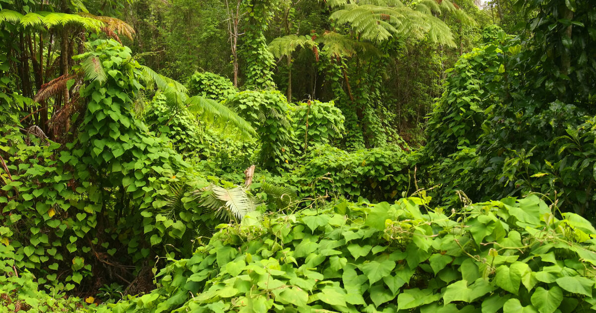 The Colombian Amazon Doesn’t Go Quiet at Night