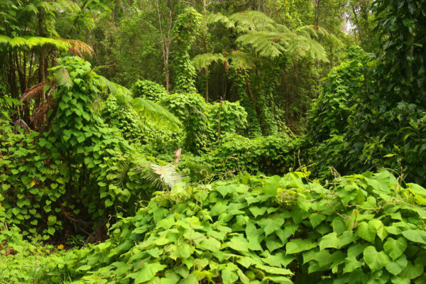 The Colombian Amazon Doesn’t Go Quiet at Night
