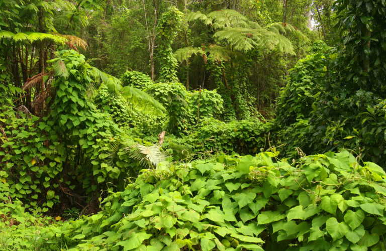 The Colombian Amazon Doesn’t Go Quiet at Night