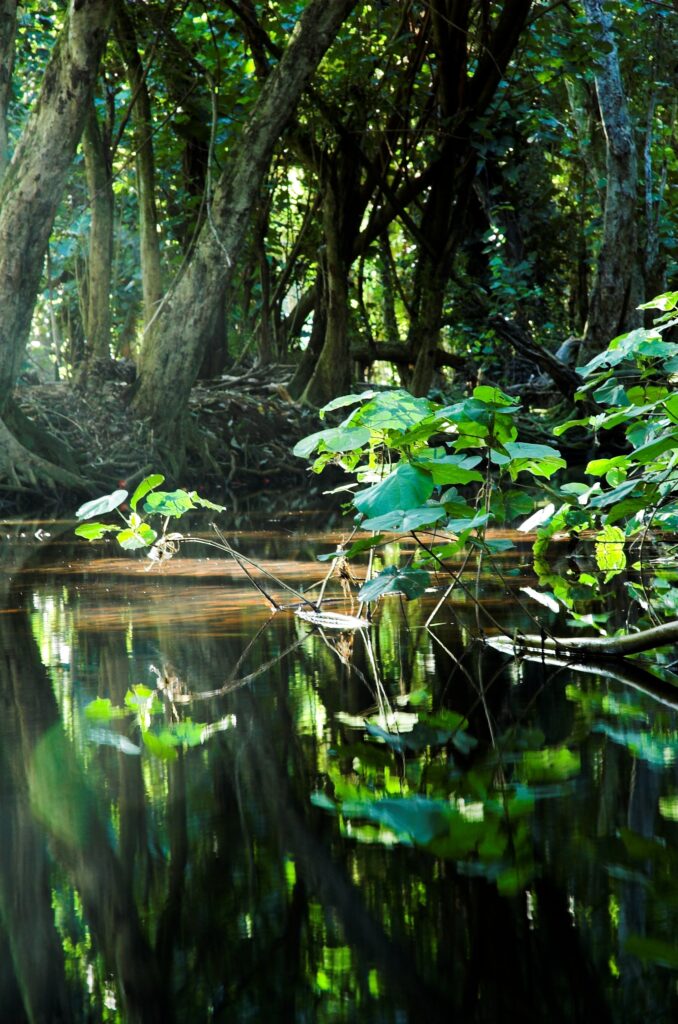 colombian amazon jungle in Colombia