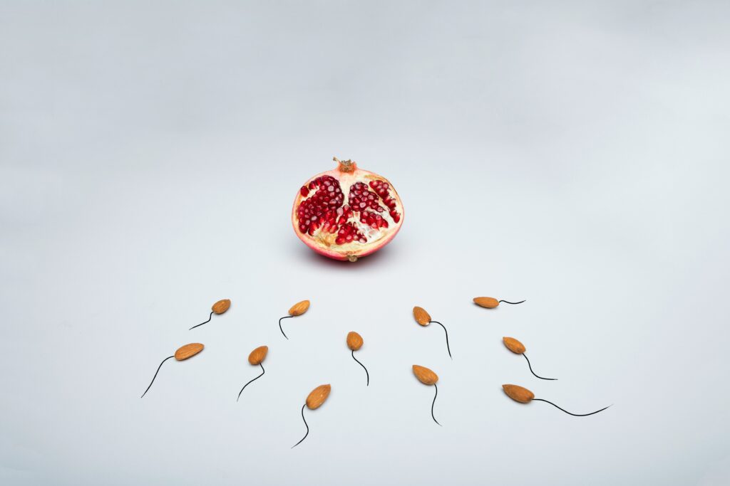 The Sperm Production Cycle: Why the 90 Days Before Conception Matter More Than the Day Itself