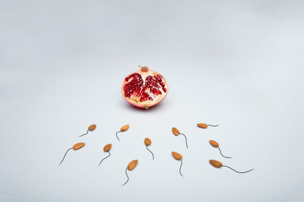 The Sperm Production Cycle: Why the 90 Days Before Conception Matter More Than the Day Itself