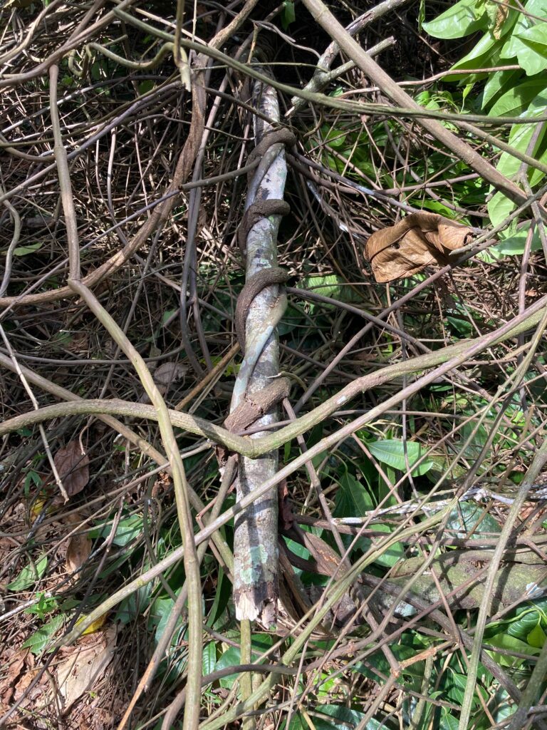 yage vine - ayahuasca plant