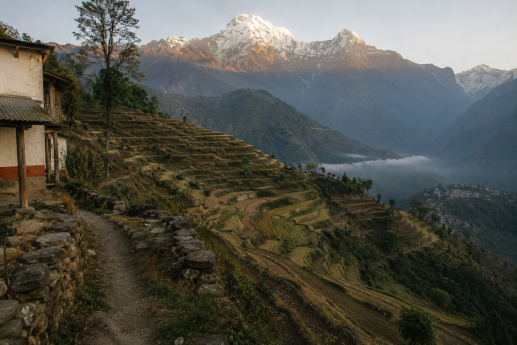 Terraced rice fields below an eco-village with the Annapurna range at dawn
